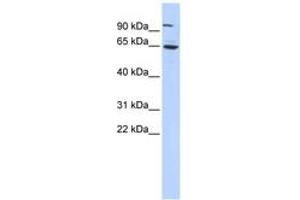 Image no. 1 for anti-Forkhead Box J3 (FOXJ3) (C-Term) antibody (ABIN6742827) (FOXJ3 antibody  (C-Term))