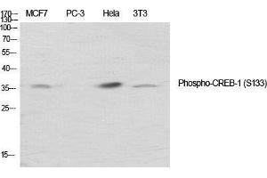 Western Blot (WB) analysis of specific cells using Phospho-CREB-1 (S133) Polyclonal Antibody. (CREB1 antibody  (pSer133))