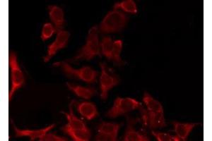 ABIN6276270 staining Hela by IF/ICC. (OR8D1 antibody  (C-Term))