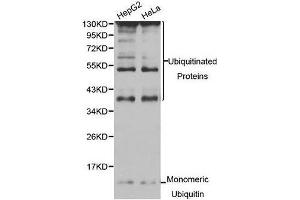 Western Blotting (WB) image for anti-Ubiquitin C (UBC) (AA 1-100) antibody (ABIN1683190) (UBC antibody  (AA 1-100))