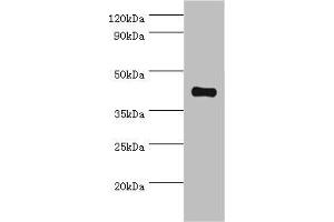 Western blot All lanes: Somatostatin receptor type 4 antibody at 8 μg/mL + HepG2 whole cell lysate Secondary Goat polyclonal to rabbit IgG at 1/10000 dilution Predicted band size: 42 kDa Observed band size: 42 kDa (SSTR4 antibody  (AA 314-388))