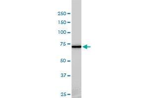 Western Blotting (WB) image for anti-NIMA (Never In Mitosis Gene A)-Related Kinase 11 (NEK11) (AA 1-483) antibody (ABIN599307) (NEK11 antibody  (AA 1-483))
