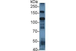 ITIH4 antibody  (AA 273-424)