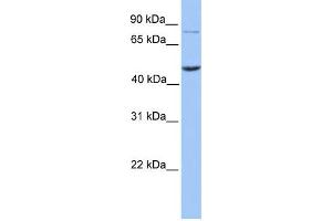 WB Suggested Anti-ZBTB6 Antibody Titration:  0. (ZBTB6 antibody  (N-Term))