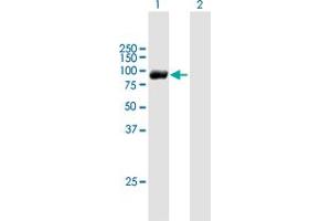 Western Blot analysis of RBM35B expression in transfected 293T cell line by RBM35B MaxPab polyclonal antibody. (ESRP2 antibody  (AA 1-717))