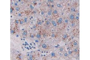Used in DAB staining on fromalin fixed paraffin- embedded liver tissue (HADH antibody  (AA 1-236))