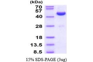 SDS-PAGE (SDS) image for Adenosine Kinase (ADK) (AA 22-362) (Active) protein (His tag) (ABIN6388145) (ADK Protein (AA 22-362) (His tag))