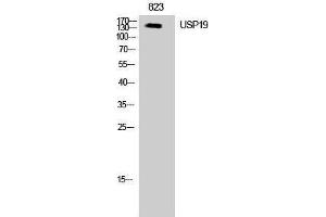 Western Blotting (WB) image for anti-Ubiquitin Specific Peptidase 19 (USP19) (Internal Region) antibody (ABIN3187428)