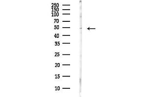 anti-Zona Pellucida Glycoprotein 3 (ZP3) antibody