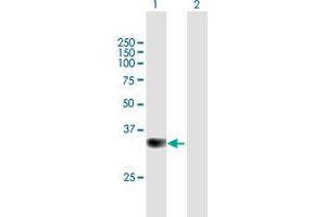 Western Blot analysis of PPP6C expression in transfected 293T cell line by PPP6C MaxPab polyclonal antibody. (PPP6C antibody  (AA 1-305))