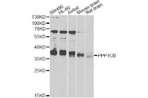 Western blot analysis of extracts of various cell lines, using PPP1CB antibody (ABIN6290761) at 1:1000 dilution. (PPP1CB antibody)