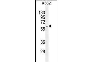 KRT73 Antibody (C-term) (ABIN655195 and ABIN2844811) western blot analysis in K562 cell line lysates (35 μg/lane). (KRT73 antibody  (C-Term))