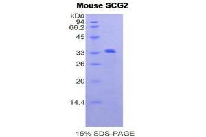 SDS-PAGE (SDS) image for Secretogranin II (SCG2) (AA 342-609) protein (His tag) (ABIN1877615) (SCG2 Protein (AA 342-609) (His tag))
