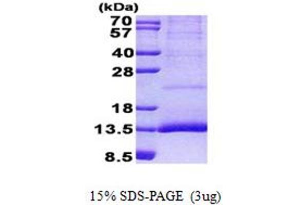 CST11 Protein (AA 26-103) (His tag)