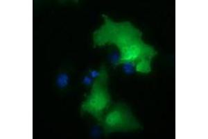 Anti-NSMCE2 mouse monoclonal antibody (ABIN2453381) immunofluorescent staining of COS7 cells transiently transfected by pCMV6-ENTRY NSMCE2 (RC207639). (NSMCE2 antibody)
