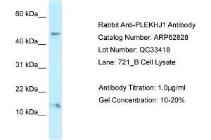 Western Blotting (WB) image for anti-Pleckstrin Homology Domain Containing, Family J Member 1 (PLEKHJ1) (C-Term) antibody (ABIN2789258) (GNRPX antibody  (C-Term))