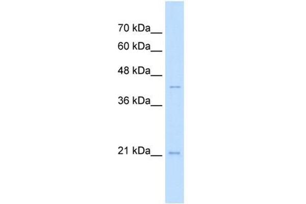 MAFK antibody  (N-Term)