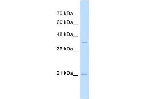 MAFK antibody (20R-1260) used at 1. (MAFK antibody  (N-Term))
