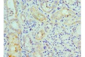 Immunohistochemistry of paraffin-embedded human kidney tissue using ABIN7160008 at dilution of 1:100 (MAPK7 antibody  (AA 1-310))