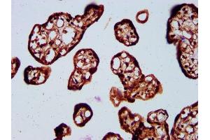 IHC image of ABIN7170318 diluted at 1:400 and staining in paraffin-embedded human placenta tissue performed on a Leica BondTM system. (SOS1 antibody  (AA 1140-1281))