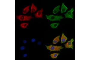 ABIN6264129 and ABIN6269164 staining HepG2 cells by IF/ICC. (CD31 antibody  (C-Term))
