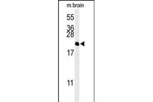 Western blot analysis of NP1L5 Antibody (center) (ABIN653700 and ABIN2843018) in mouse brain tissue lysates (35 μg/lane). (NAP1L5 antibody  (AA 82-111))