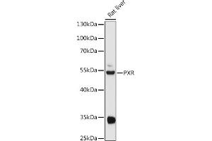 Western blot analysis of extracts of Rat liver, using PXR antibody (ABIN3015524, ABIN3015525, ABIN3015526 and ABIN6218653) at 1:1000 dilution. (NR1I2 antibody  (AA 100-200))