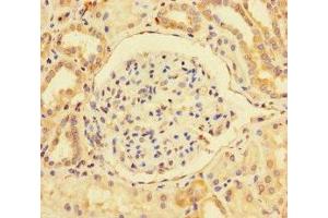 Immunohistochemistry of paraffin-embedded human kidney tissue using ABIN7163790 at dilution of 1:100 (BMI1 antibody  (AA 1-247))