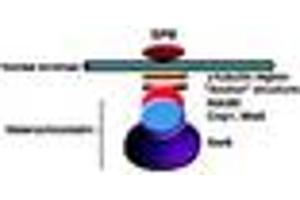 Image no. 1 for anti-Swi6 (AA 314-328) antibody (ABIN300036) (Swi6 (AA 314-328) antibody)