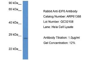Western Blotting (WB) image for anti-Eukaryotic Translation Initiation Factor 6 (EIF6) (N-Term) antibody (ABIN2774313) (EIF6 antibody  (N-Term))