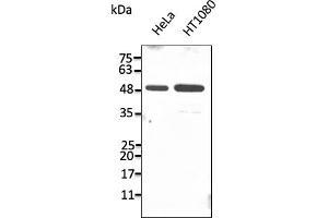 Western Blotting (WB) image for anti-Protein Disulfide Isomerase Family A, Member 6 (PDIA6) (C-Term) antibody (ABIN7272986) (PDIA6 antibody  (C-Term))