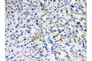 Anti- ABCB11 Picoband antibody, IHC(P) IHC(P): Rat Liver Tissue