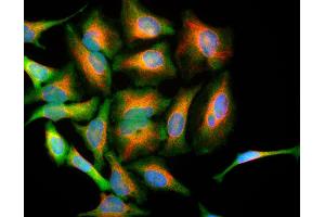 Immunofluorescence (IF) image for anti-Parkinson Protein 7 (PARK7) antibody (ABIN1842246)