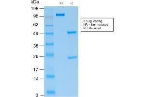 SDS-PAGE Analysis Purified PAX5 Mouse Recombinant Monoclonal Antibody (rPAX5/2060). (Recombinant PAX5 antibody)