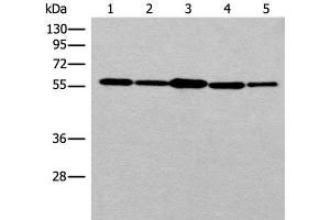 Western blot analysis of 293T cell HUVEC cell Hela cell lysates using RAD23B Polyclonal Antibody at dilution of 1:350 (RAD23B antibody)