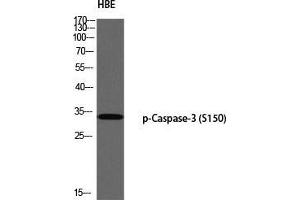 Western Blot (WB) analysis of HBE using p-Caspase-3 (S150) antibody. (Caspase 3 antibody  (pSer150))