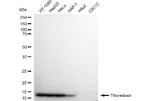 Western blotting analysis using Thioredoxin antibody (ABIN7800538).