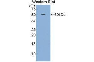 Western Blotting (WB) image for anti-Fibroblast Growth Factor 1 (Acidic) (FGF1) (AA 1-155) antibody (ABIN3209670) (FGF1 antibody  (AA 1-155))