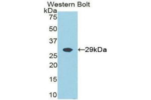 Western Blotting (WB) image for anti-Growth Factor Receptor-Bound Protein 2 (GRB2) (AA 1-217) antibody (ABIN1859065) (GRB2 antibody  (AA 1-217))