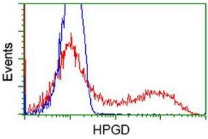 HEK293T cells transfected with either RC204160 overexpress plasmid (Red) or empty vector control plasmid (Blue) were immunostained by anti-HPGD antibody (ABIN2454273), and then analyzed by flow cytometry. (HPGD antibody)