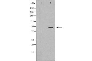 Western blot analysis of Hela whole cell lysates, using EIF4A1 Antibody.