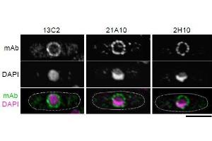 Immunofluorescence (IF) image for anti-Nucleoporin 98kDa (NUP98) (FGxxN Motif), (N-Term) antibody (ABIN2452065)