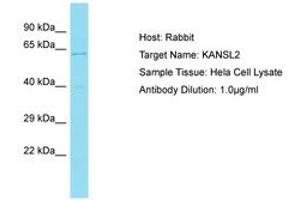 Image no. 1 for anti-KAT8 Regulatory NSL Complex Subunit 2 (KANSL2) (AA 35-84) antibody (ABIN6750617) (KANSL2 antibody  (AA 35-84))