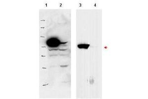 Western blot using  affinity purified anti-PBK1 antibody shows detection of over-expressed PBK1 in lysates from HeLa cells transfected with Flag-PBK1. (RSL1D1 antibody  (Internal Region))