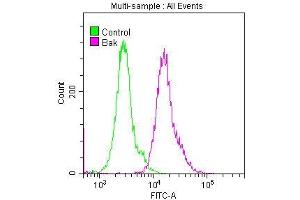 Overlay histogram showing Hela cells stained with ABIN7127362 (red line) at 1:50. (Recombinant BAK1 antibody)