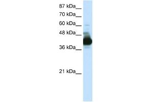 WB Suggested Anti-RAE1 Antibody Titration:  0. (RAE1 antibody  (C-Term))
