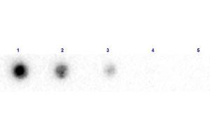Dot Blot results of Rabbit Anti-Beta 2 Microglobulin Biotin Conjugated. (beta-2 Microglobulin antibody  (Biotin))