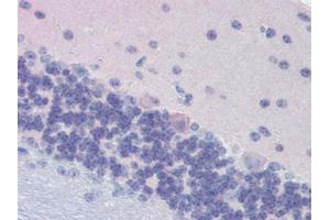 Mouse Brain, Cerebellum (formalin-fixed, paraffin-embedded) stained with GNAO1followed by biotinylated goat anti-rabbit IgG secondary antibody, alkaline phosphatase-streptavidin and chromogen. (G Protein alpha 0 (AA 345-354) antibody)