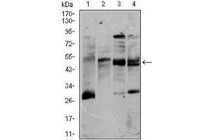 Western blot analysis using CD5 mouse mAb against K562 (1), Jurkat (2), Raji (3), and MOLT4 (4) cell lysate. (CD5 antibody  (AA 27-233))
