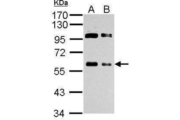 c-MYC antibody  (Center)
